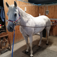 Cavalla quarter horse