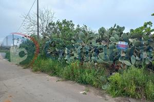 Terreno Agricolo Taviano [30scovieniVCG]
