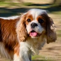 Splendido cavalier King per monta