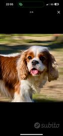 Splendido cavalier King per monta