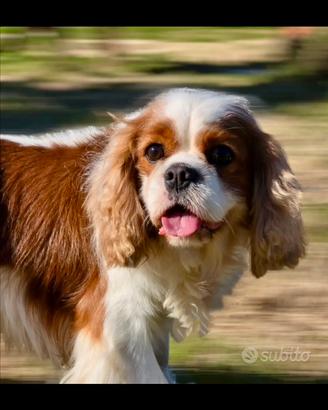 Splendido cavalier King per monta