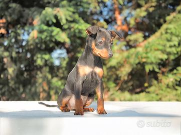 Pinscher Nano femmina nero focato