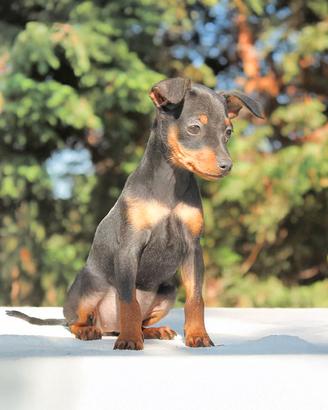 Pinscher Nano femmina nero focato