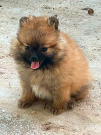 Spitz