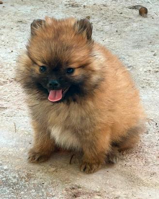 Spitz