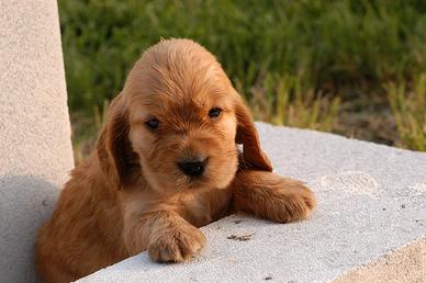 Cocker Spaniel Fulvi e Neri