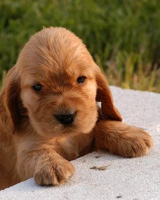Cocker Spaniel Fulvi e Neri