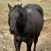 Stagione di monta 25/26