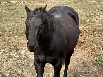 Stagione di monta 25/26