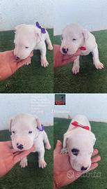 Dogo Argentino