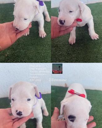 Dogo Argentino