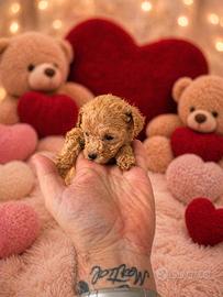 Cuccioli barboncini albicocca