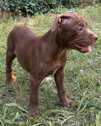 AMERICAN PITBULL TERRIER  RED NOSE