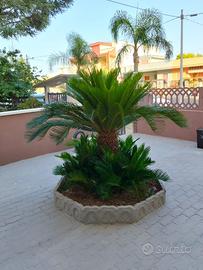 Cycas