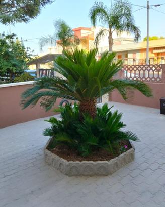 Cycas