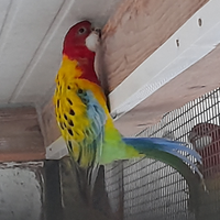 Pappagalli parrocchetti Rosella