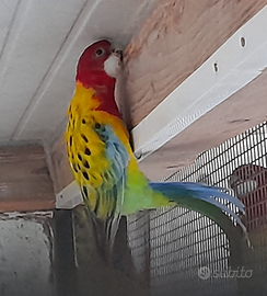 Pappagalli parrocchetti Rosella