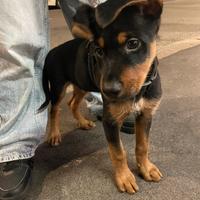 Cucciolo di 4 mesi zona Milano