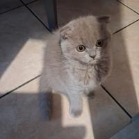Scottish fold