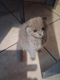 Scottish fold