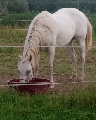Appaloosa