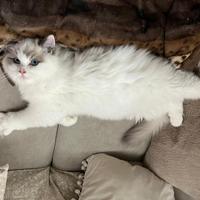 Gatto ragdoll 9 mesi