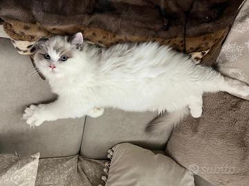Gatto ragdoll 9 mesi