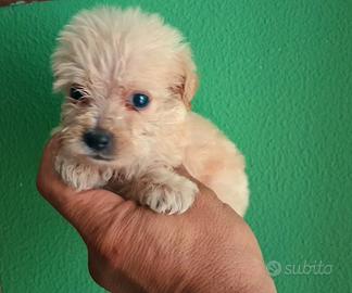 cuccioli di maltipo mini mini toy 