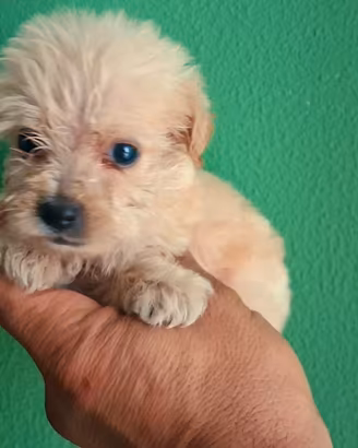 cuccioli di maltipo mini mini toy 