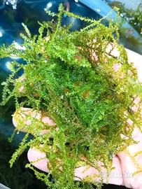 Muschio christmas moss per acquari