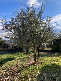 Pianta di ulivo
