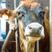 Vacche da latte Jersey, pezzata rossa e frisona