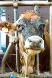 Vacche da latte Jersey, pezzata rossa e frisona