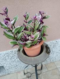 Vaso di Tradescantia Nanouk