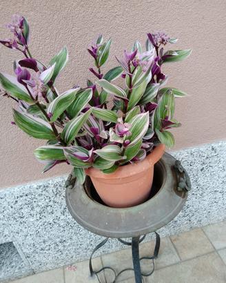 Vaso di Tradescantia Nanouk
