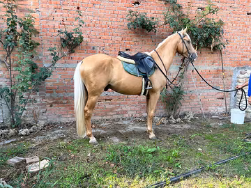 Cavallo