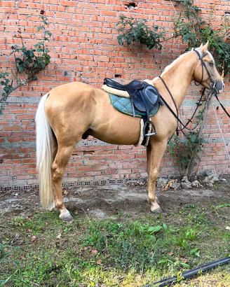 Cavallo