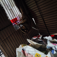 Petauro femmina baby