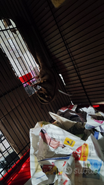 Petauro femmina baby