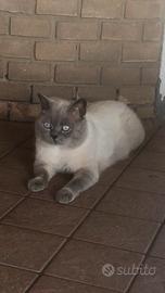 Scottish per accoppiamento