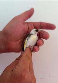 Cardellino