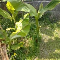 piantine di banano giapponese Musa da frutto