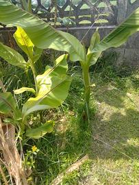 piantine di banano giapponese Musa da frutto