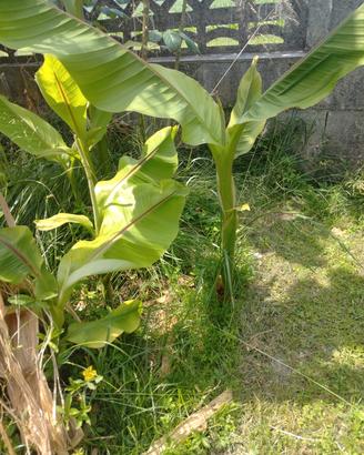 piantine di banano giapponese Musa da frutto