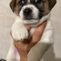 Cuccioli jack Russell pedigree