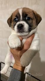 Cuccioli jack Russell pedigree