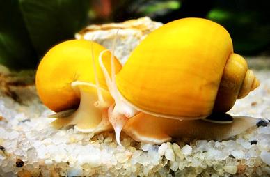 Ampullarie ampullaria gold