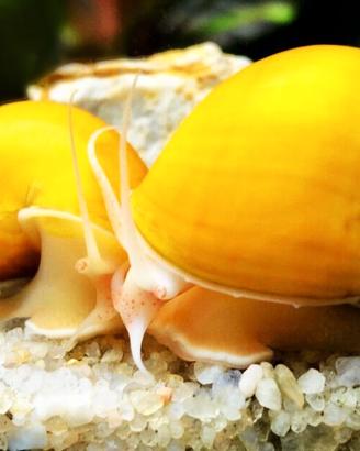 Ampullarie ampullaria gold