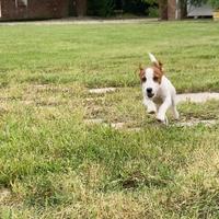 Cuccioli Jack Russel