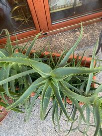 Aloe arborescente